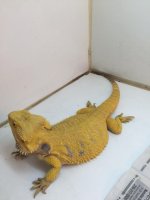 Lemon Yellow 3.JPG