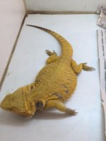 Lemon Yellow 4.JPG