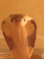 snake 2.jpg