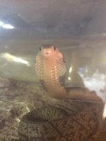 snake 5.jpg