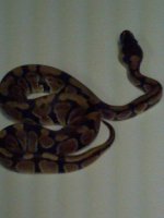 snake 3.jpg