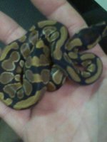 snake 4.jpg