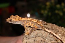 IMG_9995.jpg