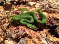 2015 Hatchling, 2.jpg