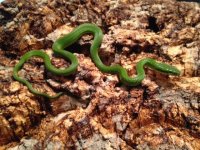 2015 Hatchling, 3.jpg