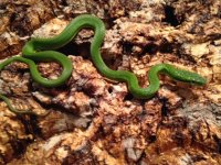 2015 Hatchling, 4.jpg