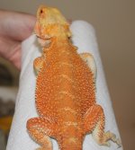IMG_7004.JPG