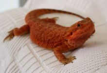 Cinder (F).jpg