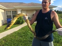 yellow puff snake1.jpeg
