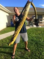 yellow puff snake.jpeg