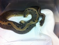 Leopard Pin x Mojo lesser BEL.JPG