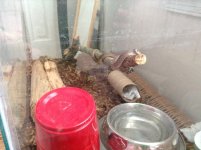 snake pics 005.jpg