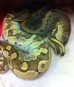 Leopard Pin x Lesser.jpg