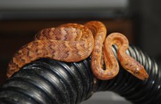 h4DSC_0095.jpg