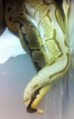 Leopard pin x lesser spider.jpg