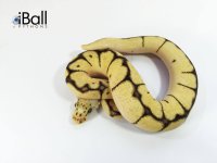 Bumblebee Clown Male.jpg
