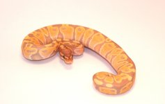 CG PH PIED2.jpg