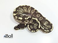 GHI Lesser Female.jpg