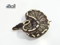 GHI Lesser Male.jpg
