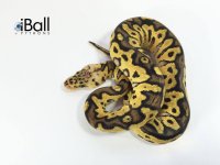 Pastel Clown Male.jpg
