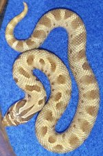 Female conda 1.jpg