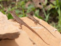 Brown-Anole.jpg