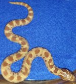 Female conda 3.jpg
