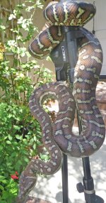 2015-04-22 20.49.58*ab fauna classifieds.jpg
