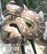 2015-04-22 20.52.32 fauna classif.jpg