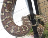 2015-04-22 20.36.39 fauna classifi.jpg