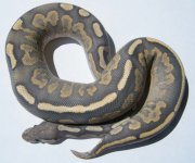 fire yellowbelly cinnamon orange ghost 4.jpg