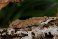 IMG_4876.jpg