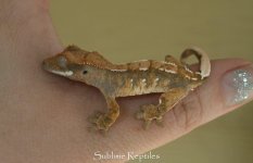 gecko1.jpg