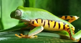 tiger striped male.jpg