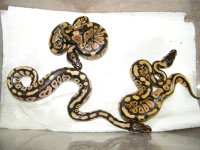 2015 dark harlequin x mojave clutch 3 of 5 babies small.jpg