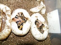 2015 dark harlequin x mojave clutch 5 eggs small.jpg
