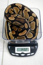 normscale1.jpg