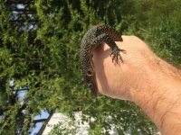 Baby Mangrove monitor pic1.jpg