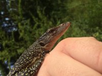 Baby Mangrove monitor pic2.jpg