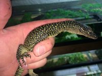 Solomon Island Mangrove Monitors.jpeg