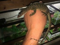 Solomon Island Mangrove Monitors1.jpeg