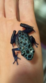 azureus juvie.jpg