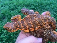 Red Uromastyc.jpeg