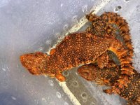 Red uromastyx1.jpeg
