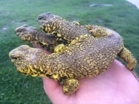 Yellow Uromastyx.jpeg
