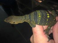 Spinulosa Monitor Baby1.jpeg