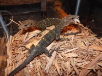 Spinulosa Monitor Baby.jpg