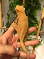 female 2.jpg
