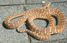Baby Hypo.jpg