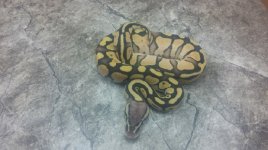 pastel lesser resize.jpg